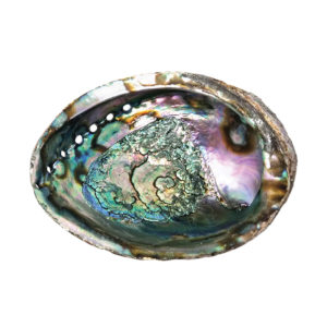 Large Abalone Shell 6"