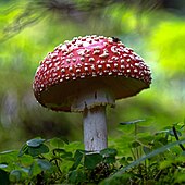 Mushrooms Consumables
